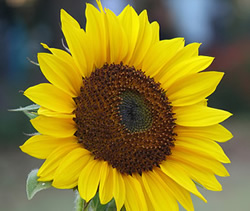 Popelka Instalaciones : La Empresa